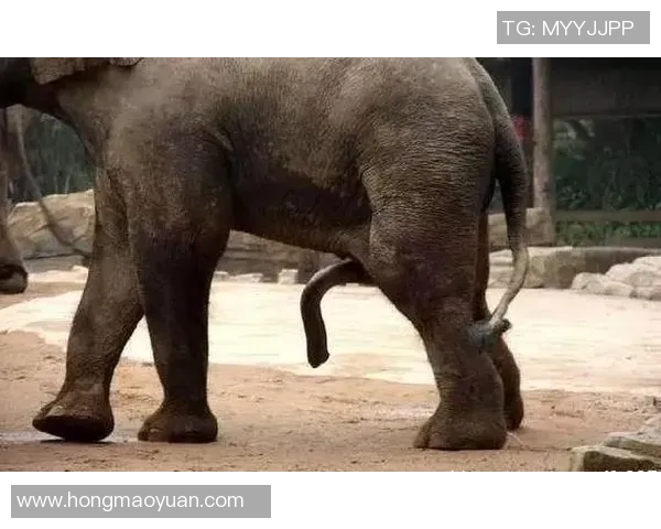 巴西足球明星鲜为人知的趣味冷知识大揭秘